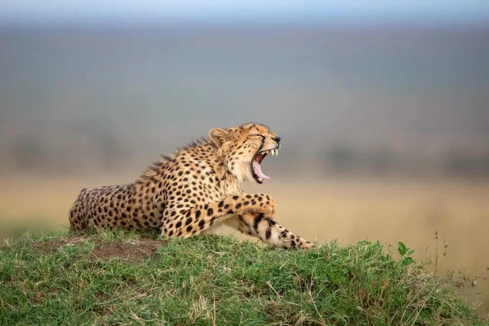 Catta, Alessandro: Bored Cheetah