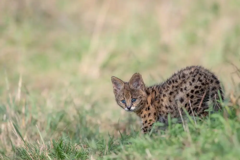 Catta, Alessandro: Little Serval