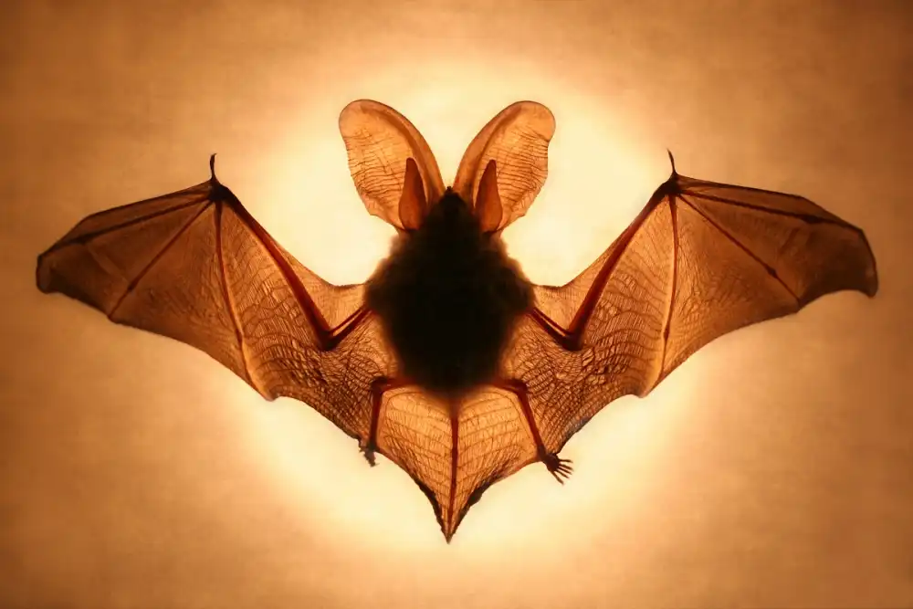 Hoffman, Jimmy: Bat
