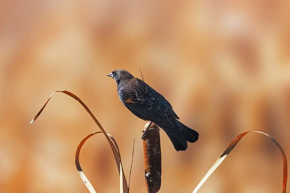 Wei, and Siyu: Jetant un coup d'oeil