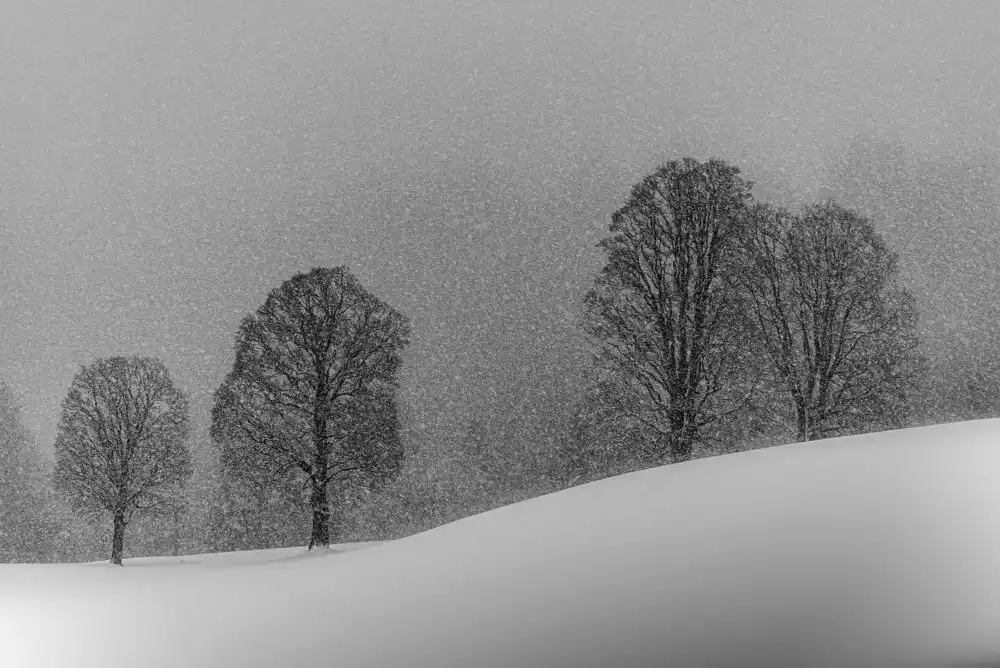Dauer, Andy: Blanc comme neige