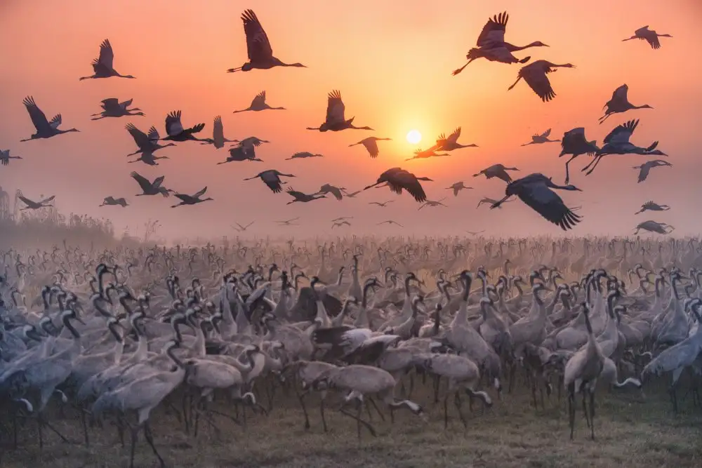 Or, Keren: Serie Grúas al amanecer
