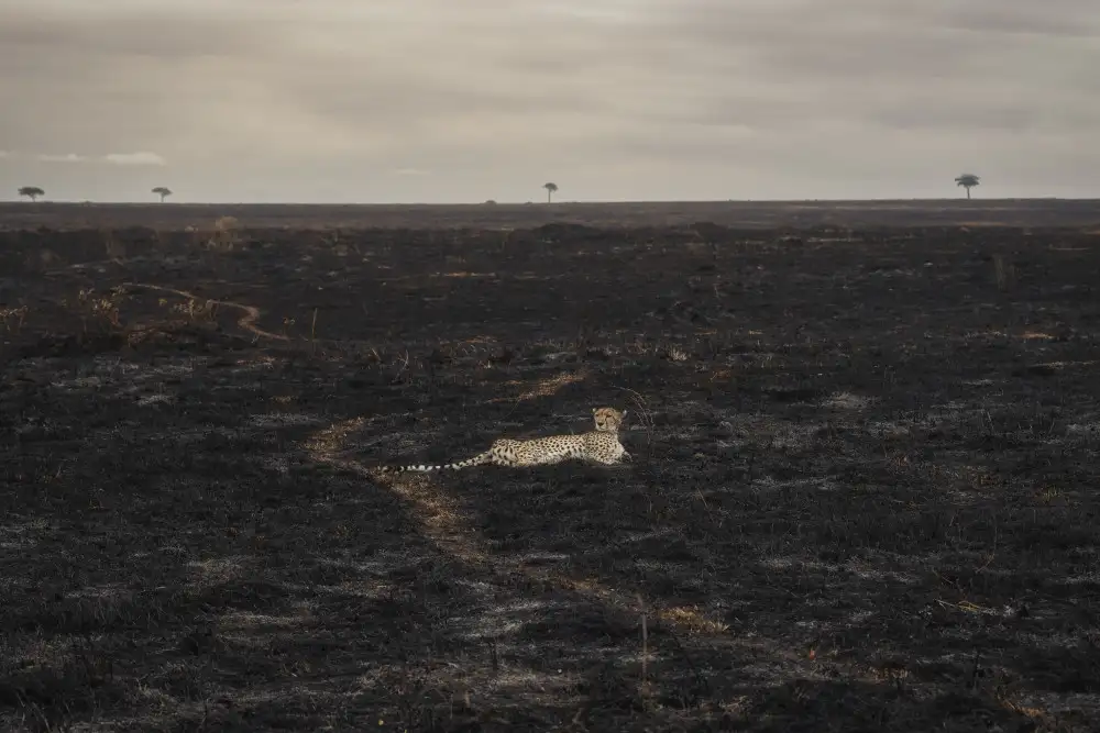 Marchegiani, Roberto: Hořící savana