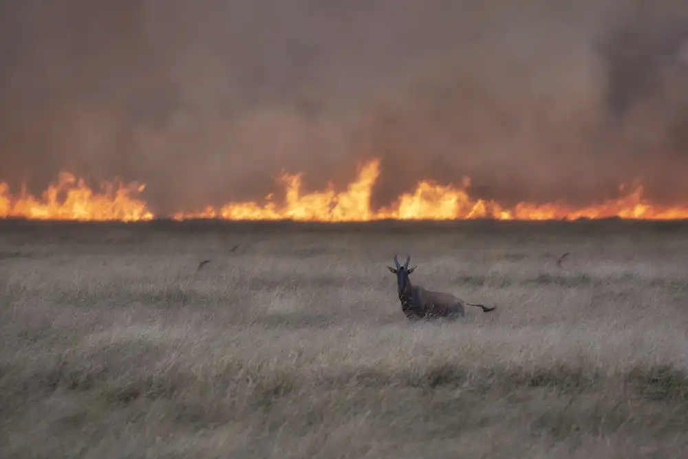 Marchegiani, Roberto: Hořící savana