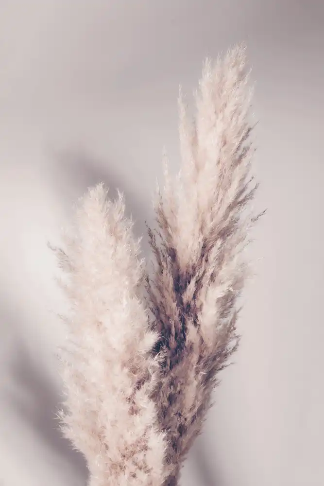 Studio, Pictufy: Erba della Pampa