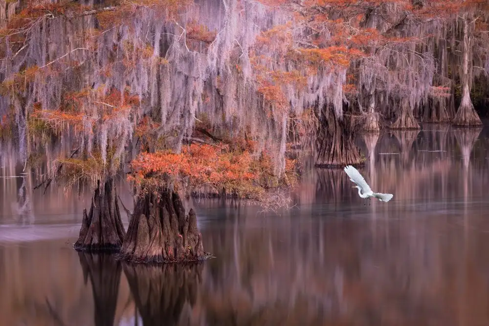 Zhang, Dennis: Egret and Cypress