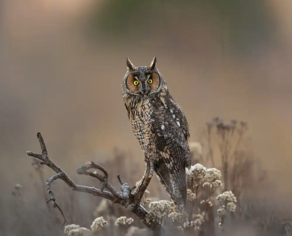 天馬, Feng Chao: Long Eared Owl