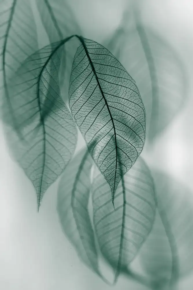 Kowatari, Shihya: Feuille
