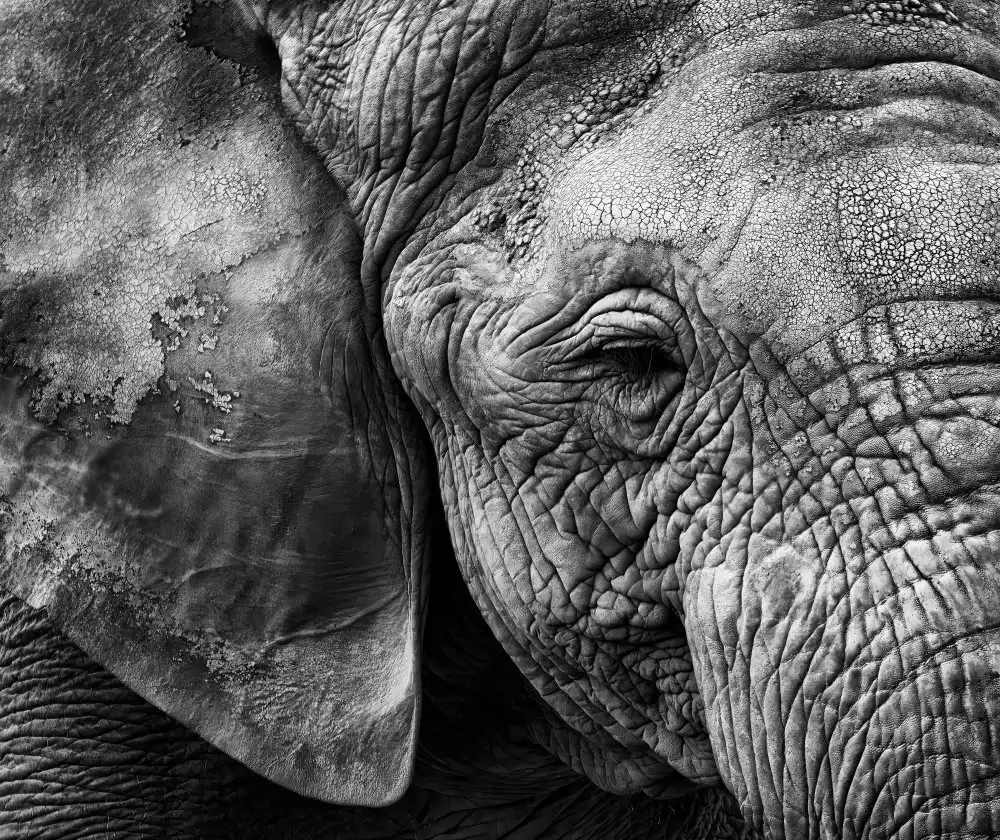 Huertas, Garcia Helena: Elephant skin