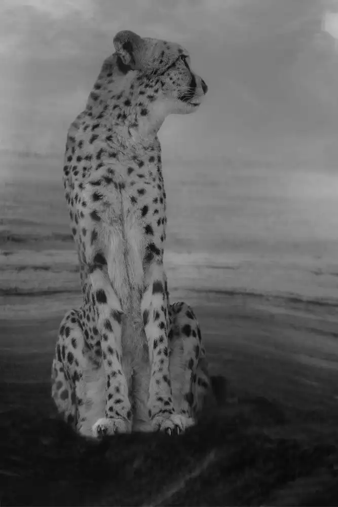 Wisniowska, Krystina: Cheetah on the Watch