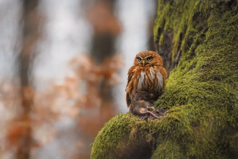Firešová, Michaela: Pygmy owl