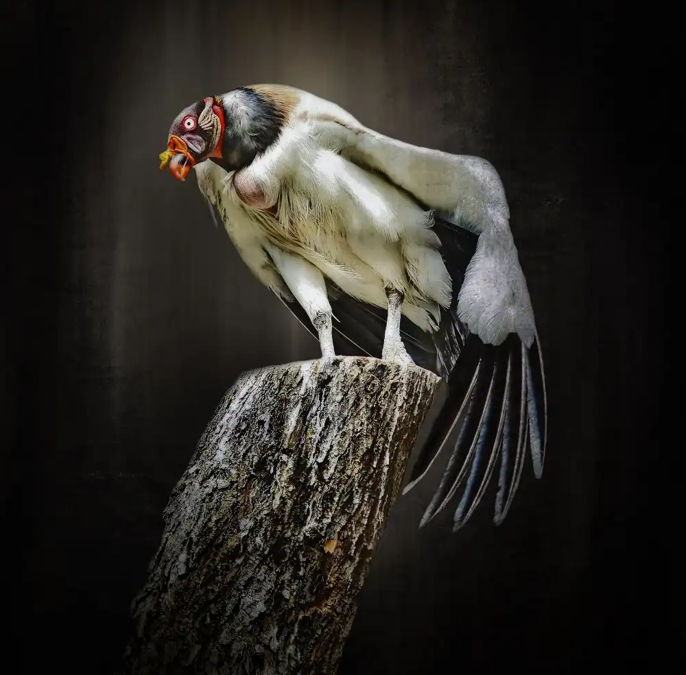 Cseresnjes, Anna: exotischer Vogel