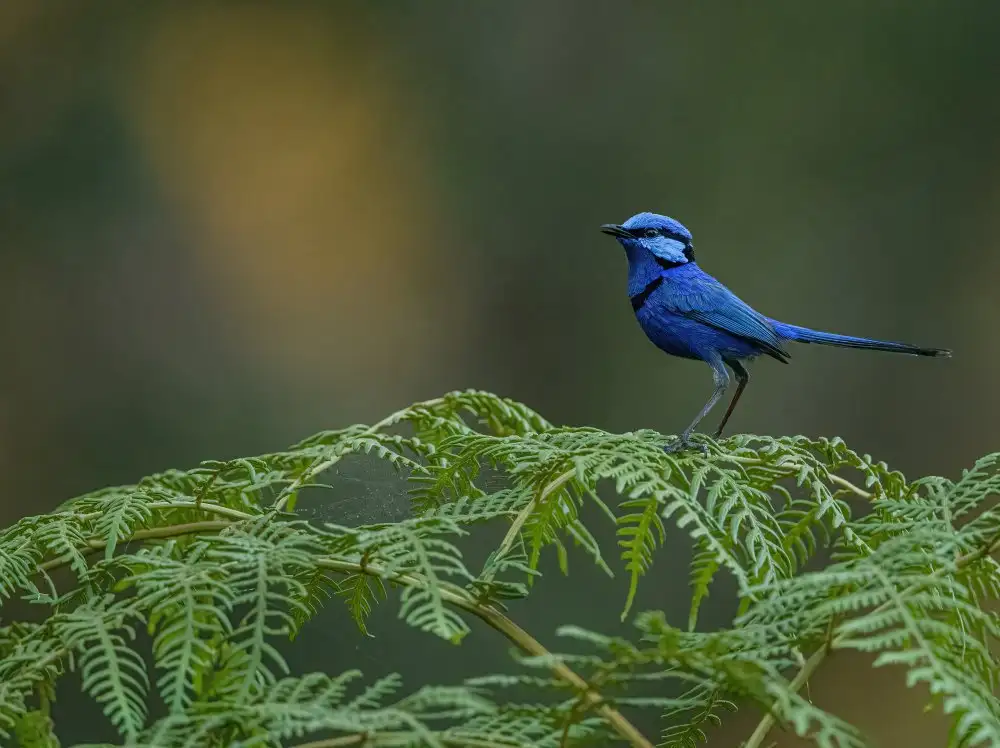 ahmadabdelhameed: The Splendid