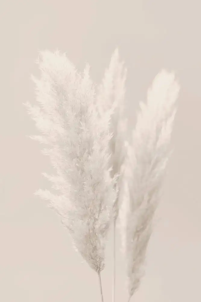 Studio, Pictufy: Pampas Grass_002