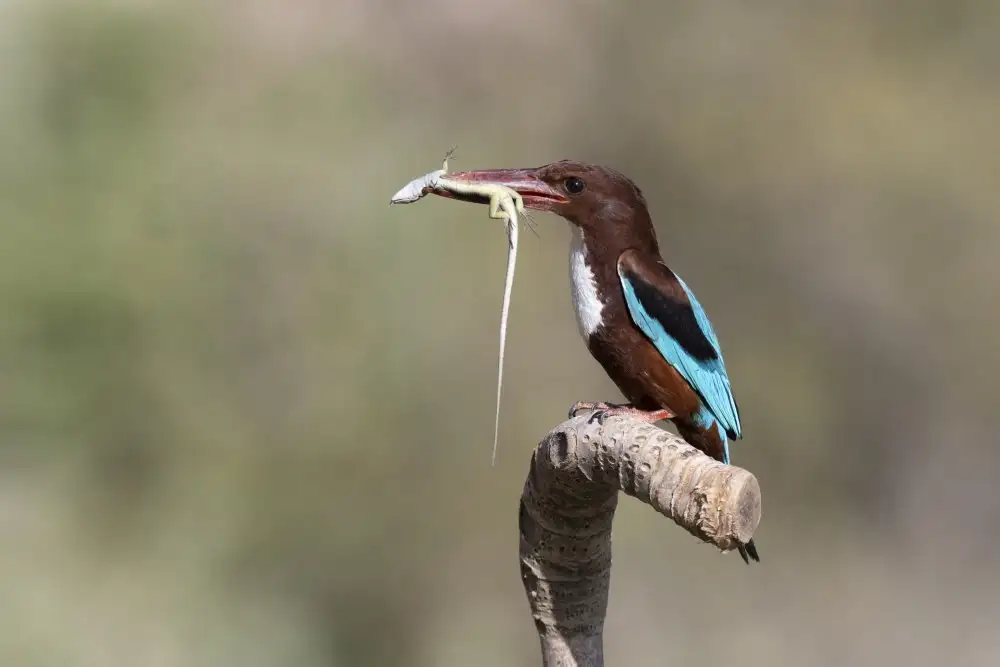 Amer, Eyal: White-throated Kingfisher