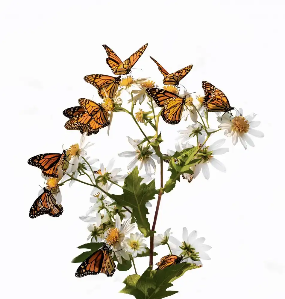 Qiu, Jenny: The Dream of Butterflies