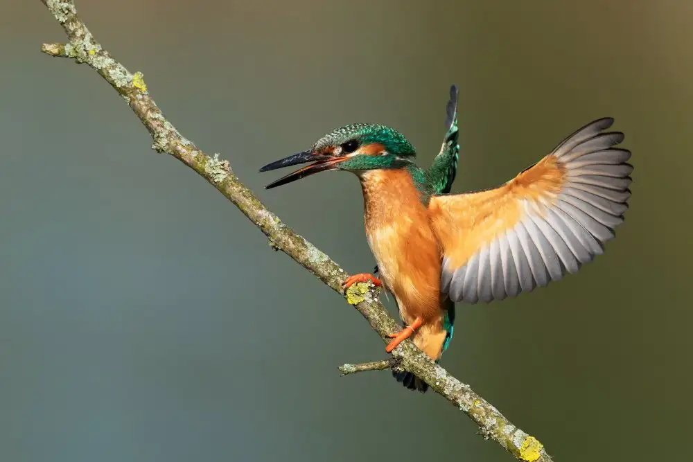 Kralik, Rostislav: Eisvogel