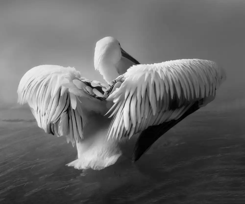 Wisniowska, Krystina: The Pelican