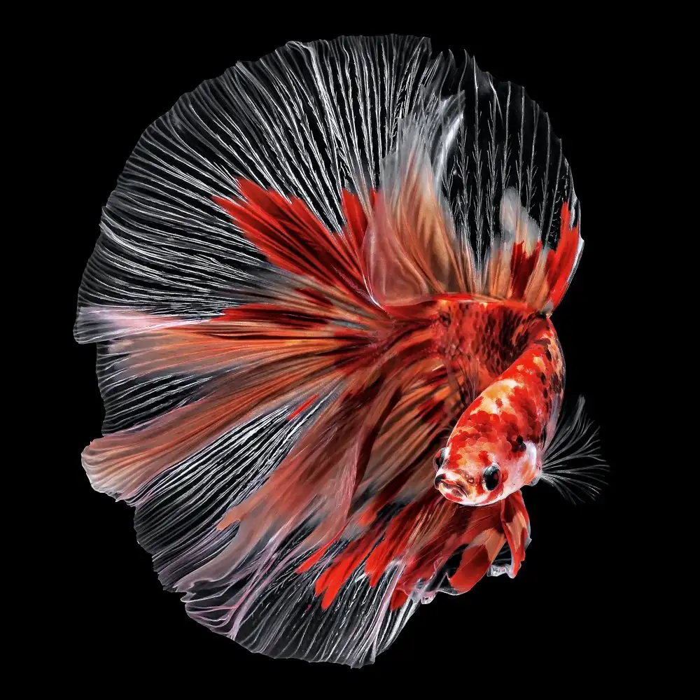Pamungkas, Edy: Betta Fisch