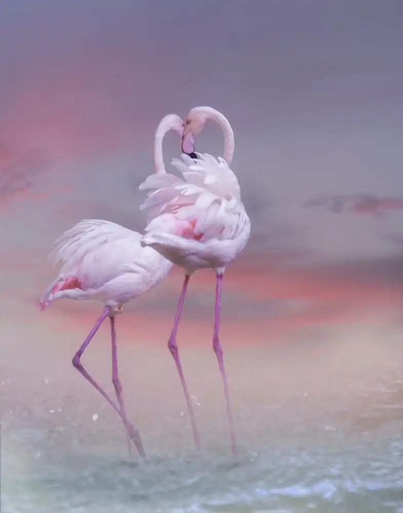 Wisniowska, Krystina: Flamingo Ballet