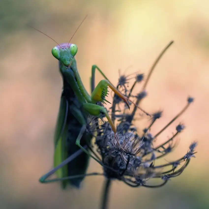 Hoffman, Jimmy: Praying mantis