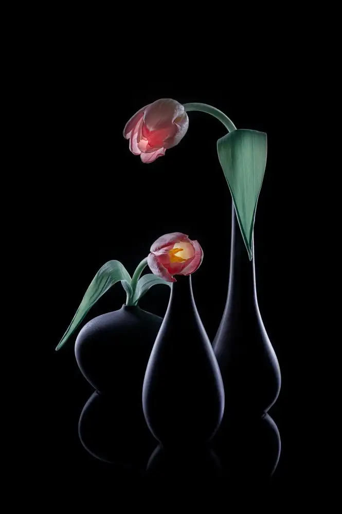 Jacobs, Lydia: Bonjour Tulipe