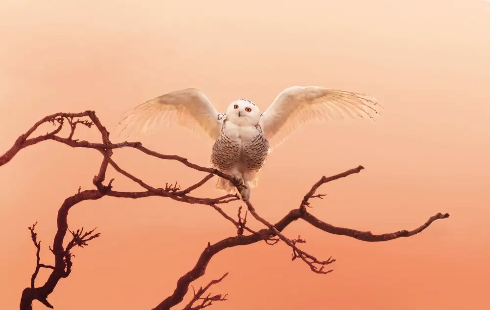 Zhao, Qing: Morning greeting
