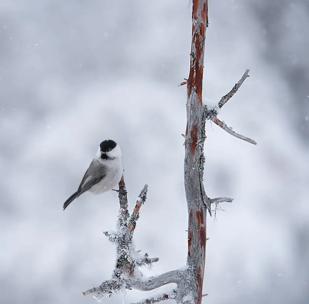 Engström, Erik: Willow tit