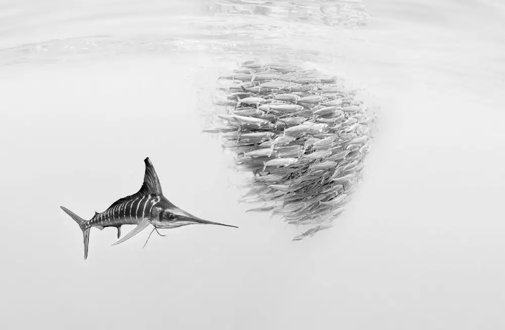 Lu, Jennifer: Marlin after Baitball