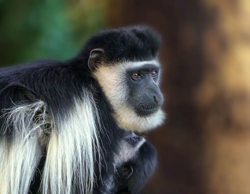 Joanaduenas: Colobus guereza 7R46907
