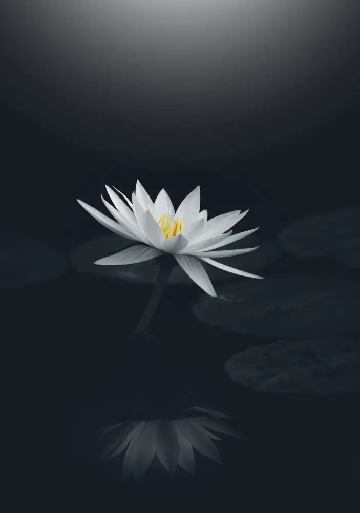Suzuki, Takashi: Miroir d'eau
