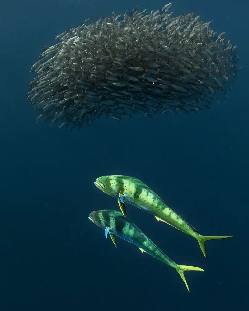 Lu, Jennifer: Mahi Mahi gone hunting…