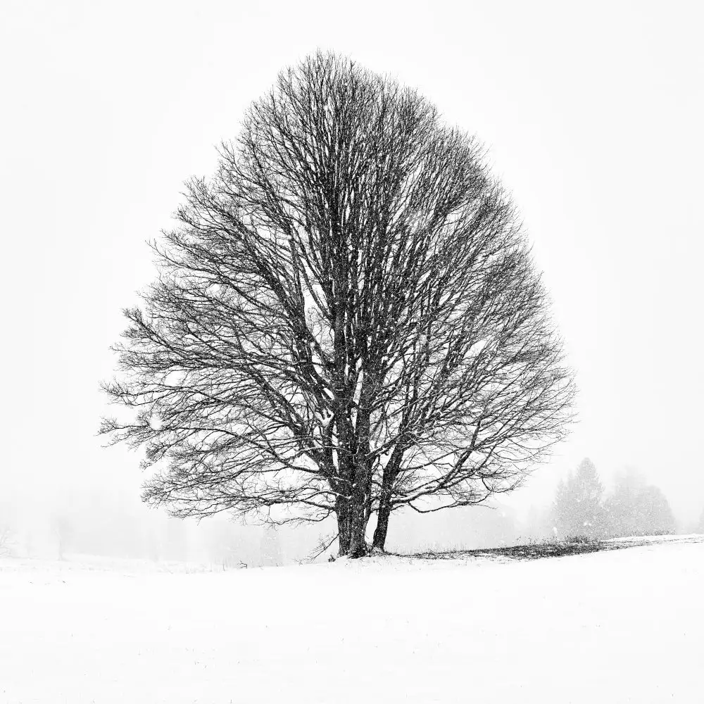 Froyda, Martin: EINSAMER BAUM