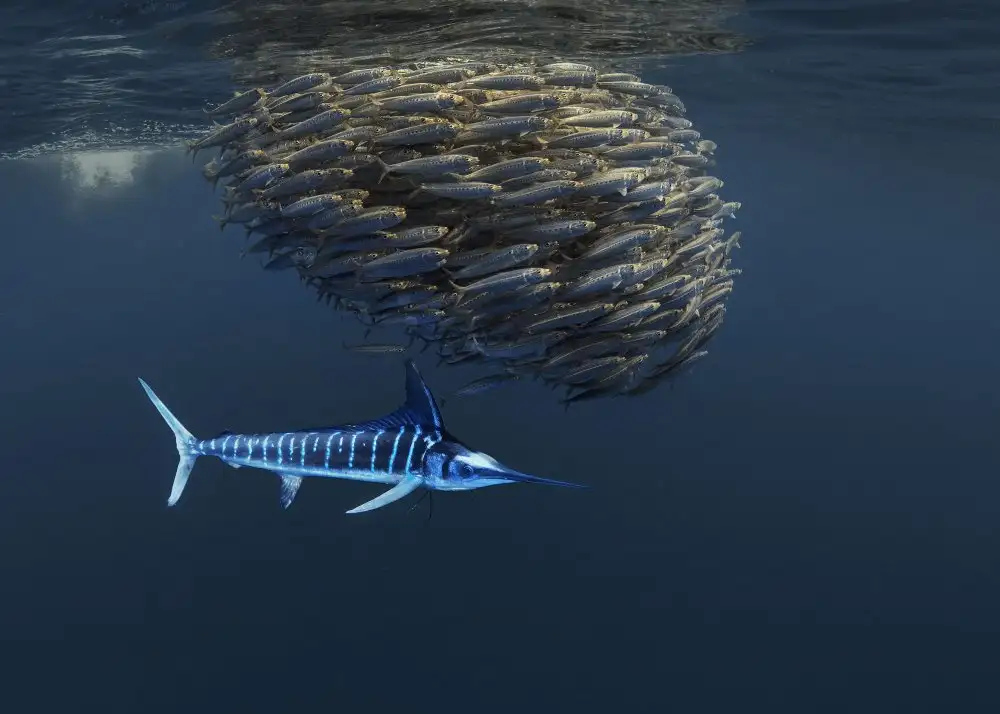 Lu, Jennifer: Ocean food chain show   (Follow Baitball)