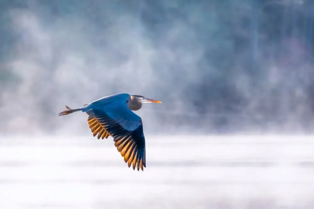 Yang, Jianping: Vuelo de la mañana