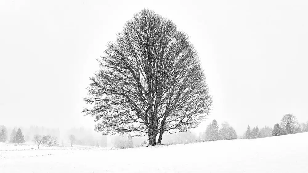 Froyda, Martin: SAMOTNÝ STROM