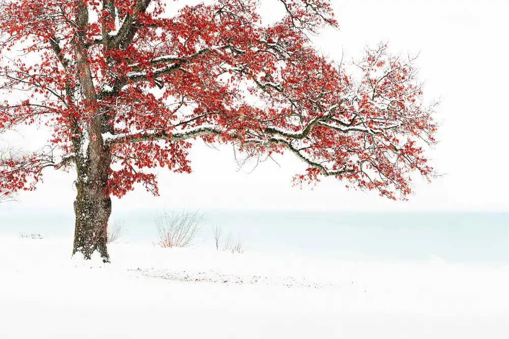 Eisenmann, Ulrike: Wintertraum