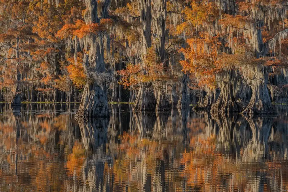rao, j jenny: Lac Caddo 4