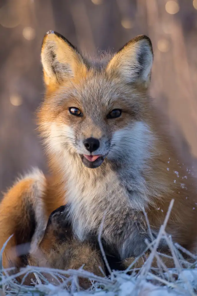 Costina, Mircea: Christmas Fox