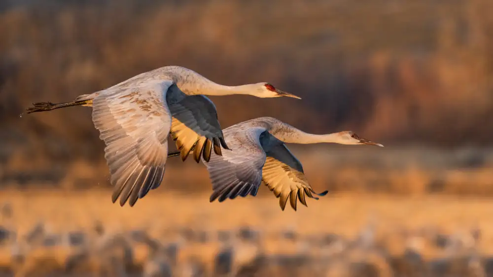Fan, John: Amare gli uccelli