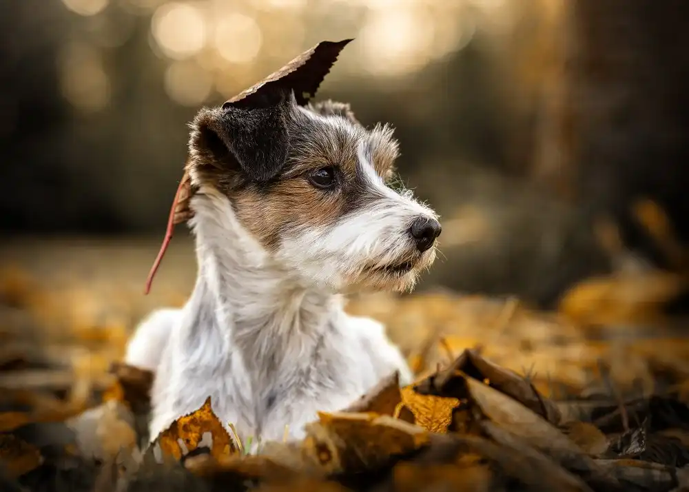 Heggemann, Christiane: il mio piccolo cane