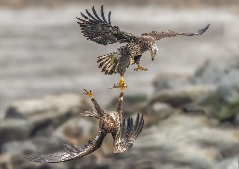 Liu, X. Bill: Juvenile eagles are fighting for fish