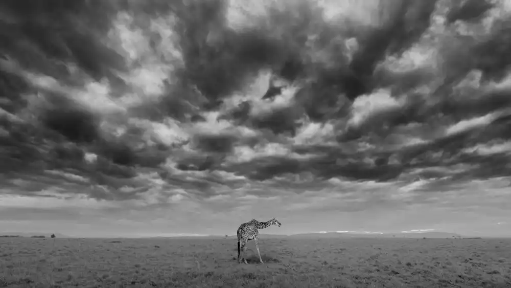 Xu, Sheila: Temprano en la mañana en la Reserva Nacional de Masai Mara