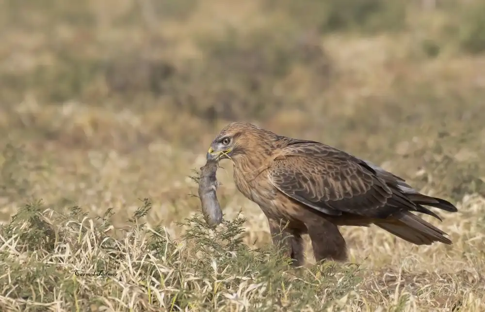 Tadmor, Carmel: The Long Legged Buzzard found his meal