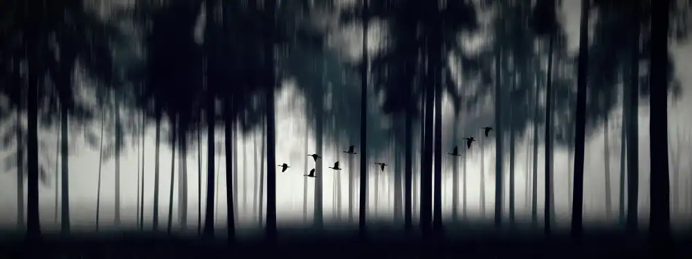 Limberg, Huib: Geese migration