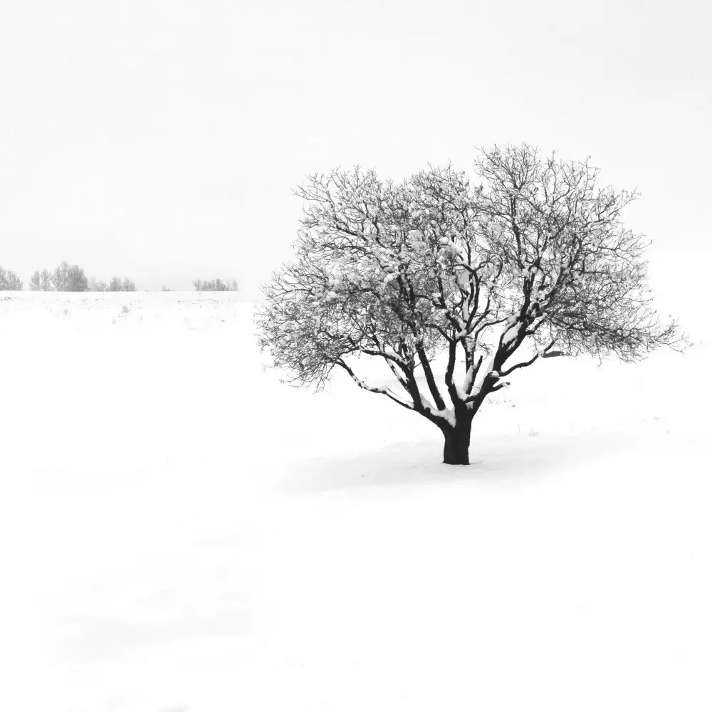 Nodeh, Mostafa: Silence