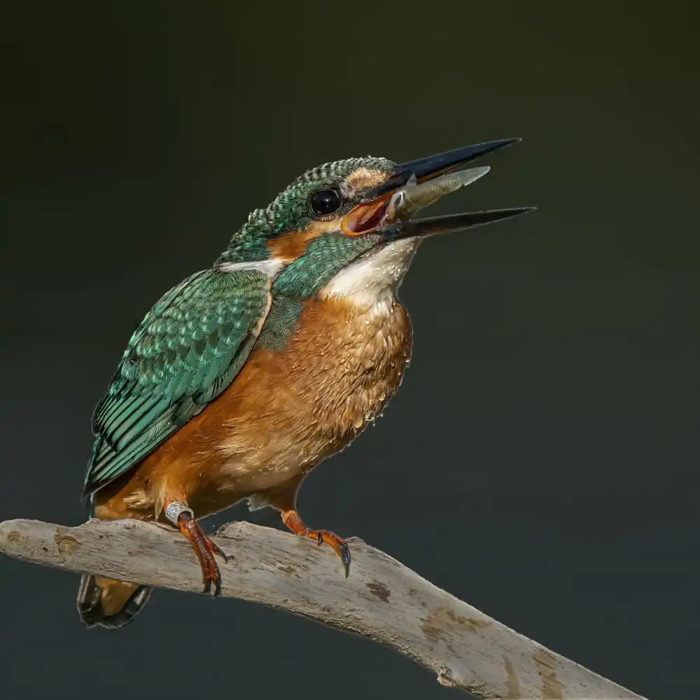 Lichtman, Boris: Kingfisher