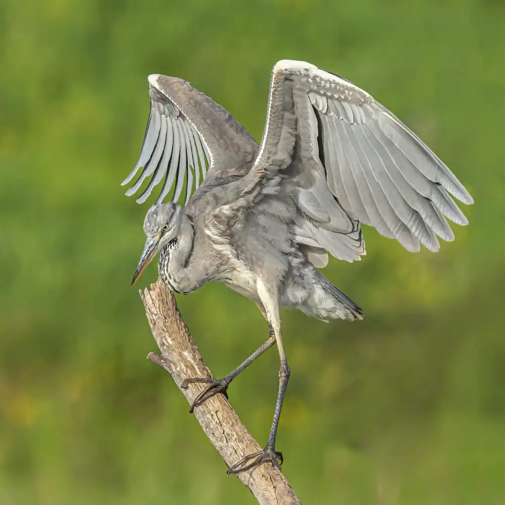 Lichtman, Boris: Grey heron