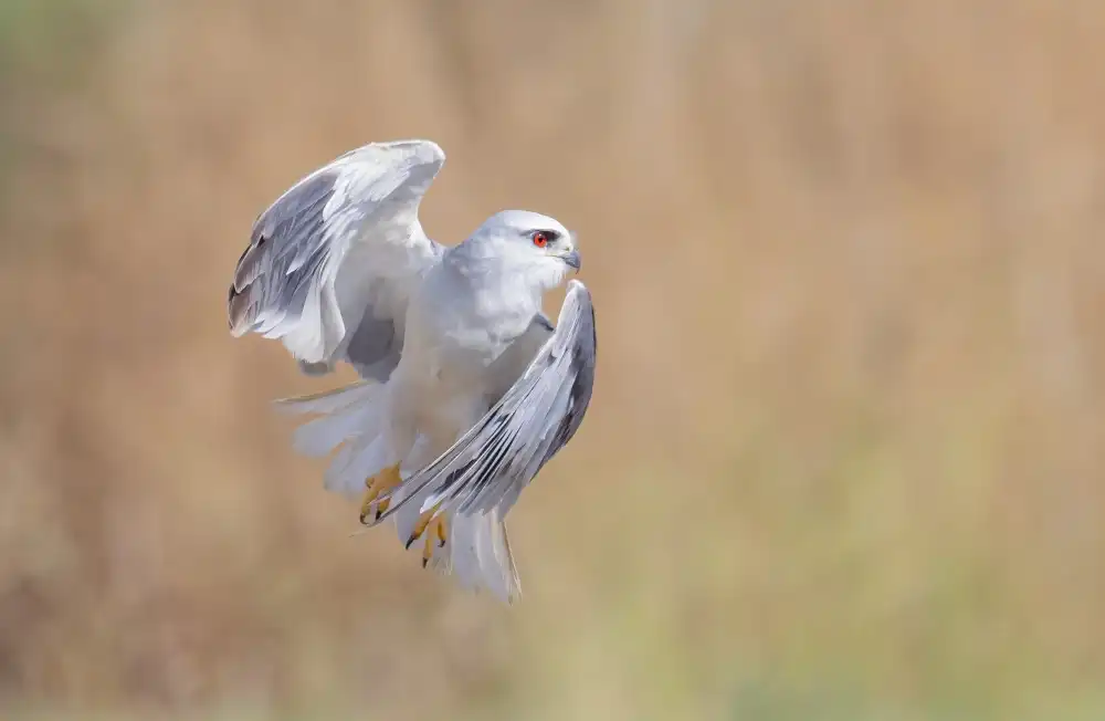 Tadmor, Carmel: Black Winged Kite profile fly