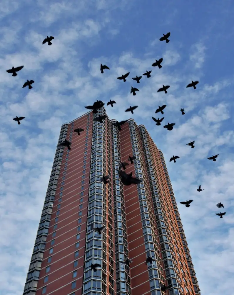 Orbach, Arnon: Birds over Manhattan New York